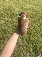 AKC Boxer - Female 1, a female Boxer for sale in Pisgah, AL – 3 of 6