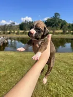 AKC Boxer - Male 3, a male Boxer for sale in Pisgah, AL – 1 of 7