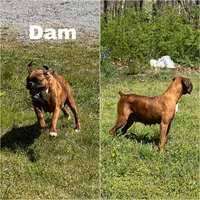AKC Boxer - Female 3, a female Boxer for sale in Pisgah, AL – 6 of 6