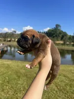 AKC Boxer - Male 4, a male Boxer for sale in Pisgah, AL – 2 of 8
