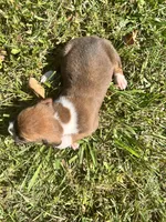 AKC Boxer - Male 5, a male Boxer for sale in Pisgah, AL – 5 of 9