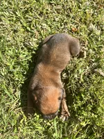AKC Boxer - Male 4, a male Boxer for sale in Pisgah, AL – 5 of 8