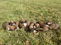 AKC Boxer - Male 5, a male Boxer for sale in Pisgah, AL – 7 of 9
