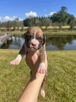 AKC Boxer - Male 3, a male Boxer for sale in Pisgah, AL – 3 of 7