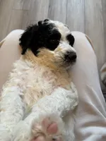 Poe, a male Poodle - Standard  for sale in Queen Creek, AZ – 4 of 7