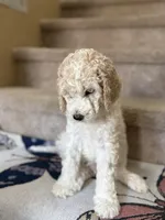 Theo, a male Poodle - Standard  for sale in Queen Creek, AZ – 3 of 6