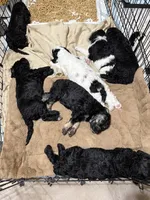 Teddy, a female Poodle - Standard  for sale in Queen Creek, AZ – 2 of 5