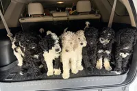 Coco, a female Poodle - Standard  for sale in Queen Creek, AZ – 3 of 3