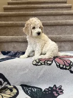 Theo, a male Poodle - Standard  for sale in Queen Creek, AZ – 5 of 6