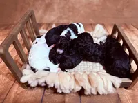 Poe, a male Poodle - Standard  for sale in Queen Creek, AZ – 2 of 7