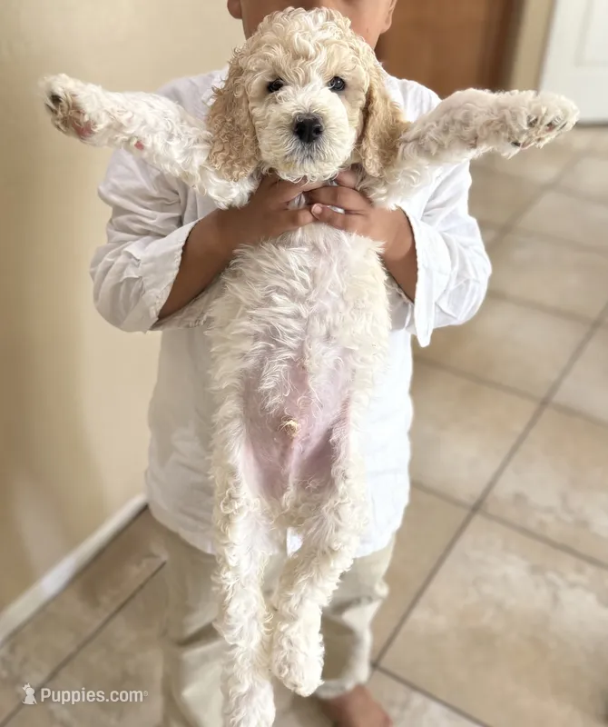 Theo – Poodle - Standard  puppy for sale in Queen Creek, AZ