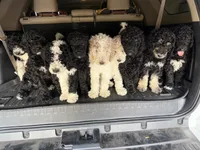 Coco, a female Poodle - Standard  for sale in Queen Creek, AZ – 2 of 3