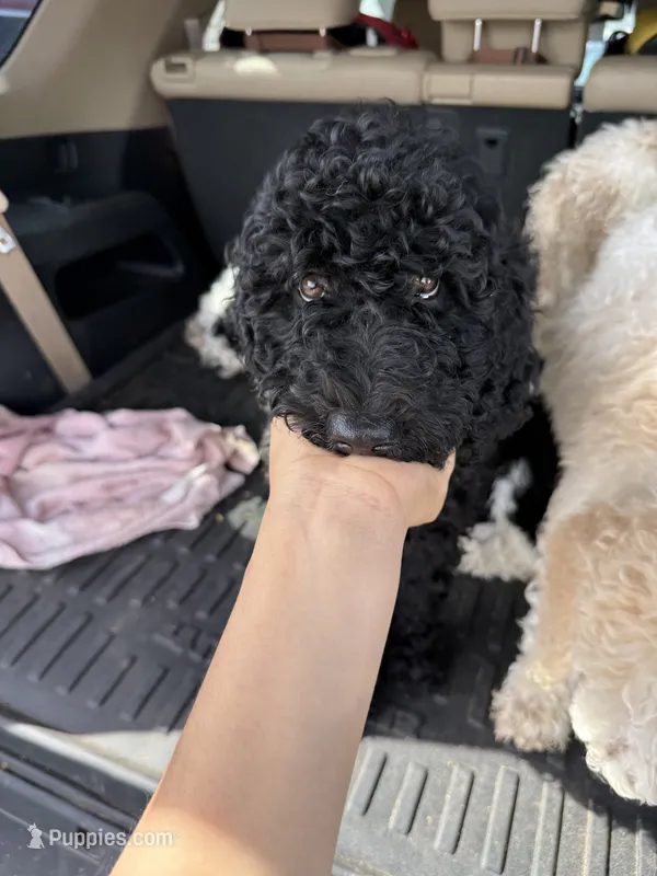 Coco – Poodle - Standard  puppy for sale in Queen Creek, AZ