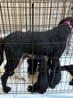 Teddy, a female Poodle - Standard  for sale in Queen Creek, AZ – 4 of 5