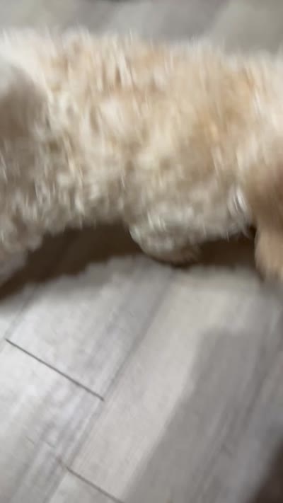 Theo, a male Poodle - Standard  for sale in Queen Creek, AZ – 6 of 6