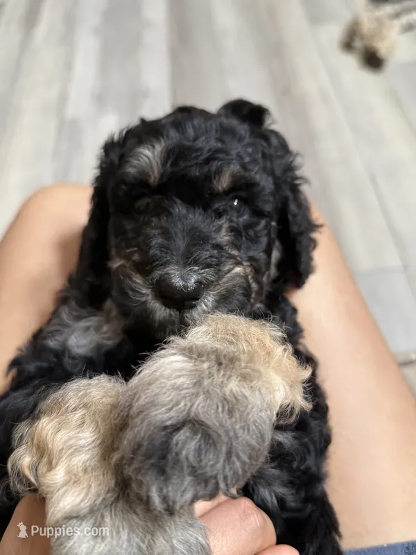 Teddy – Poodle - Standard  puppy for sale in Queen Creek, AZ