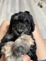 Teddy, a female Poodle - Standard  for sale in Queen Creek, AZ – 1 of 5