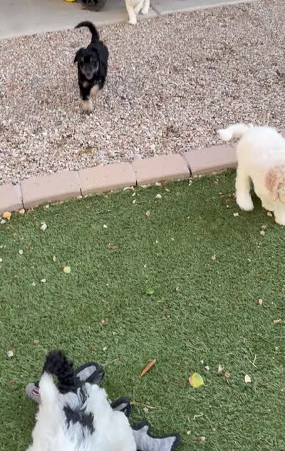 Poe, a male Poodle - Standard  for sale in Queen Creek, AZ – 6 of 7