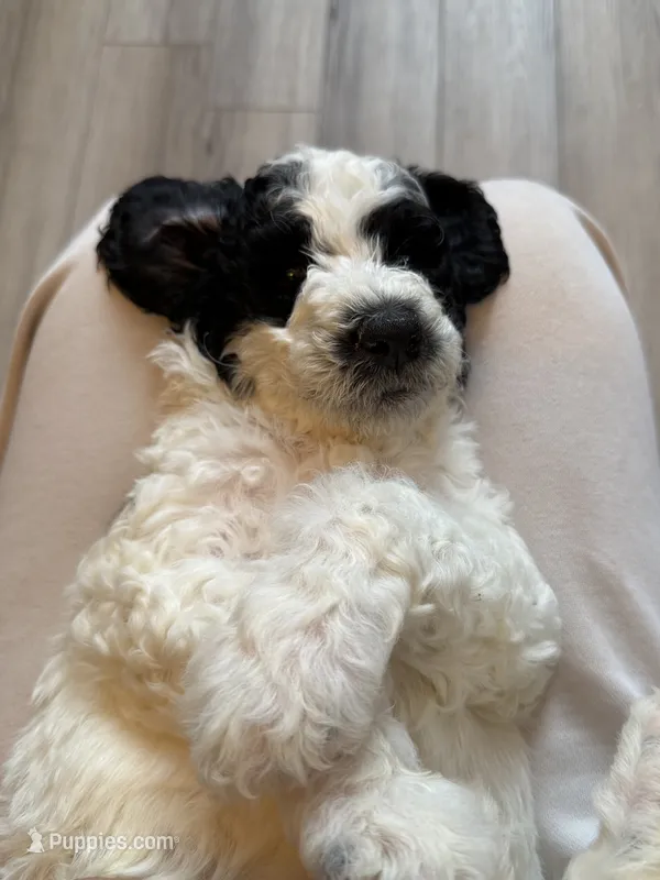 Poe – Poodle - Standard  puppy for sale in Queen Creek, AZ