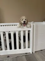 Theo, a male Poodle - Standard  for sale in Queen Creek, AZ – 2 of 6