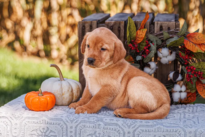 Hazel – Labrador Retriever puppy for sale in Lancaster, PA