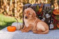 Hazel, a female Labrador Retriever for sale in Lancaster, PA – 1 of 3