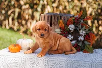 Aspen, a female Labrador Retriever for sale in Lancaster, PA – 1 of 3