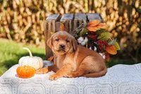 Rusty, a male Labrador Retriever for sale in Lancaster, PA – 1 of 3