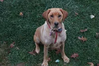 Ginger, a female Labrador Retriever for sale in Lancaster, PA – 3 of 3