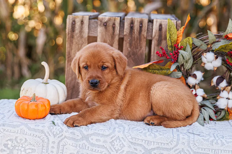 Copper – Labrador Retriever puppy for sale in Lancaster, PA