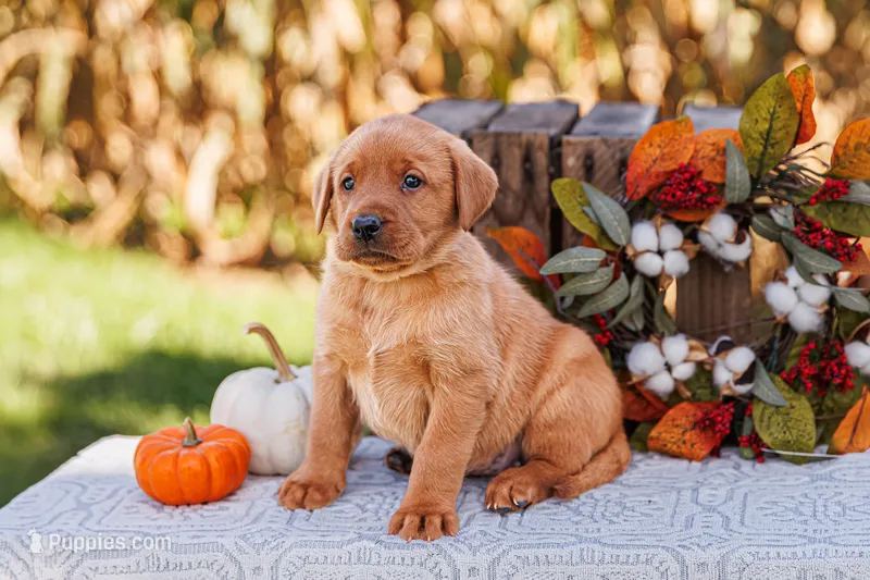 Ginger – Labrador Retriever puppy for sale in Lancaster, PA