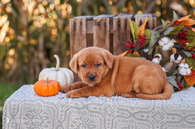 Asher – Labrador Retriever puppy for sale in Lancaster, PA