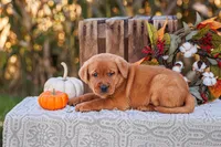 Asher, a male Labrador Retriever for sale in Lancaster, PA – 1 of 3