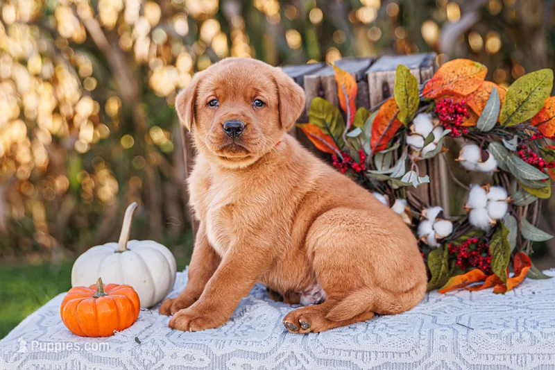Jack – Labrador Retriever puppy for sale in Lancaster, PA
