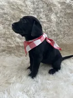 Max, a male Labrador Retriever for sale in Southwick, MA – Photo 1 of 9