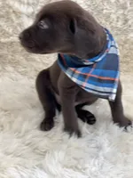 Max, a male Labrador Retriever for sale in Southwick, MA – Photo 5 of 9