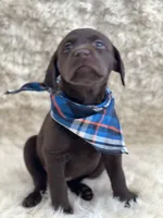 Max, a male Labrador Retriever for sale in Southwick, MA – Photo 3 of 9