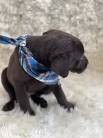 Max, a male Labrador Retriever for sale in Southwick, MA – Photo 8 of 9