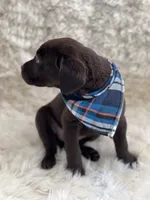 Max, a male Labrador Retriever for sale in Southwick, MA – Photo 2 of 9