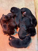 Max, a male Labrador Retriever for sale in Southwick, MA – Photo 9 of 9