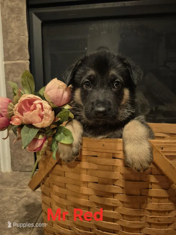 Mr Red – German Shepherd Dog puppy for sale in Clayton, NC