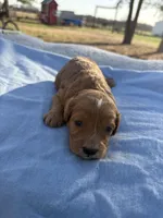 Spencer , a male Cavapoo for sale in Neosho, MO – Photo 2 of 3