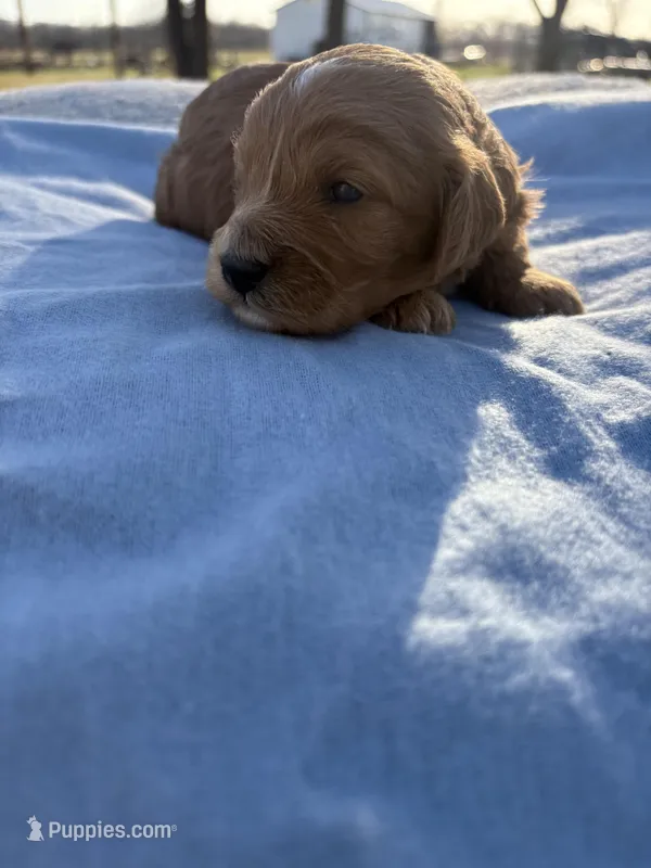 Spencer  – Cavapoo puppy for sale in Neosho, MO