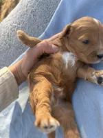 Spencer , a male Cavapoo for sale in Neosho, MO – Photo 3 of 3