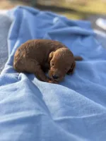 Stan, a male Cavapoo for sale in Neosho, MO – Photo 2 of 3