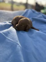 Stan, a male Cavapoo for sale in Neosho, MO – Photo 1 of 3