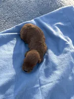 Stan, a male Cavapoo for sale in Neosho, MO – Photo 3 of 3