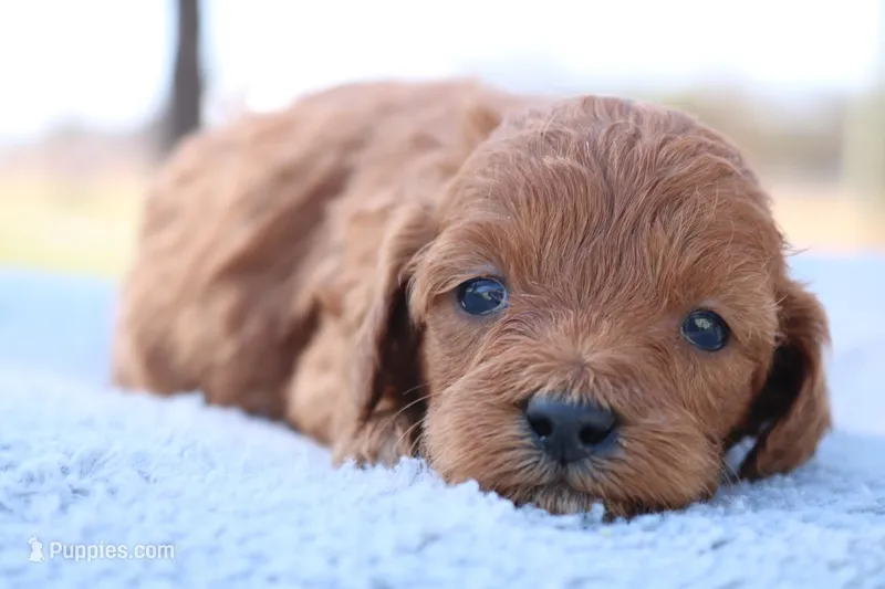 Stan – Cavapoo puppy for sale in Neosho, MO