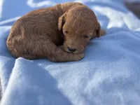 Candy, a female Cavapoo for sale in Neosho, MO – Photo 2 of 3