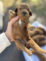 Candy, a female Cavapoo for sale in Neosho, MO – Photo 3 of 3